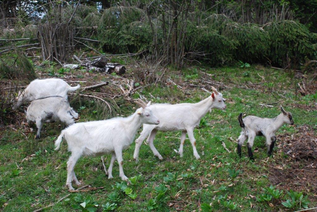 Farm Stay Dolinar Krainer بوهينيسكا بيلا الغرفة الصورة